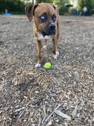 Club K9 Dog Park Bar - Louisville, KY