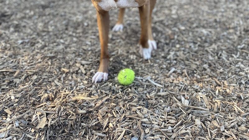 Club K9 Dog Park Bar - Louisville, KY