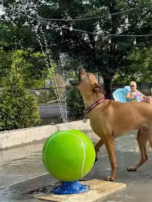 Club K9 Dog Park Bar - Louisville, KY