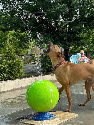 Club K9 Dog Park Bar - Louisville, KY