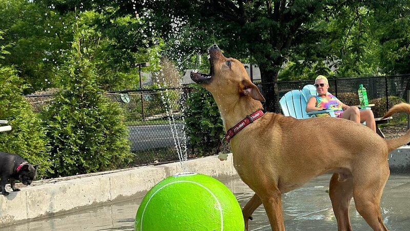 Club K9 Dog Park Bar - Louisville, KY