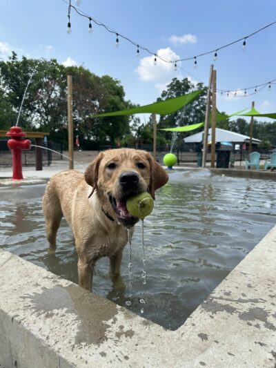 Club K9 Dog Park Bar - Louisville, KY