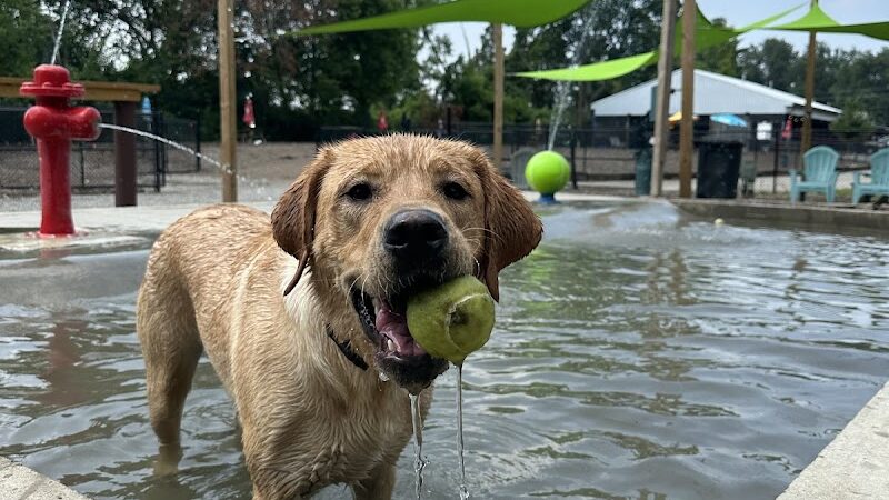 Club K9 Dog Park Bar - Louisville, KY
