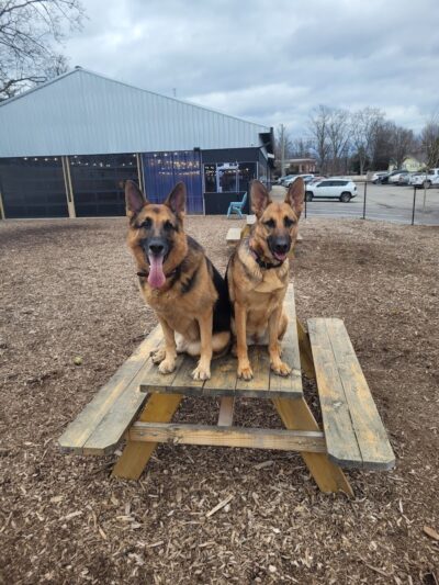 Club K9 Dog Park Bar - Louisville, KY