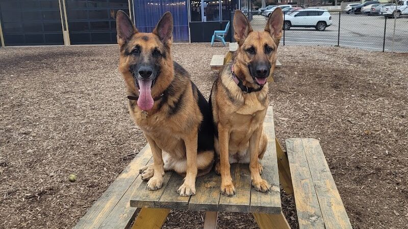 Club K9 Dog Park Bar - Louisville, KY