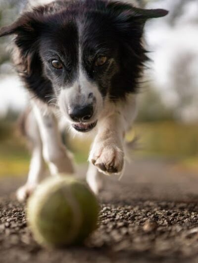 Club K9 Dog Park Bar - Louisville, KY