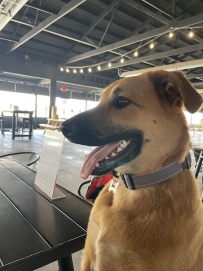 Club K9 Dog Park Bar - Louisville, KY