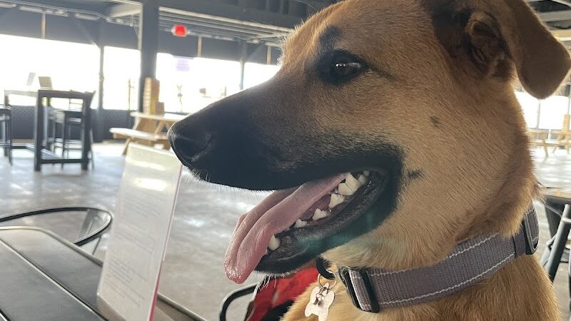 Club K9 Dog Park Bar - Louisville, KY