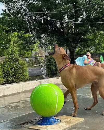 Club K9 Dog Park Bar - Louisville, KY