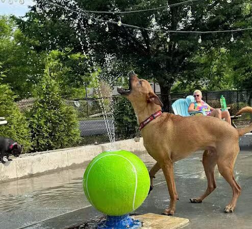 Club K9 Dog Park Bar - Louisville, KY