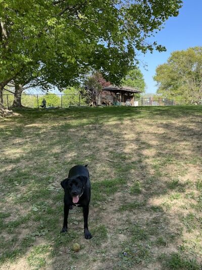 Cochran Hill Dog Run (Members Only) - Louisville, KY