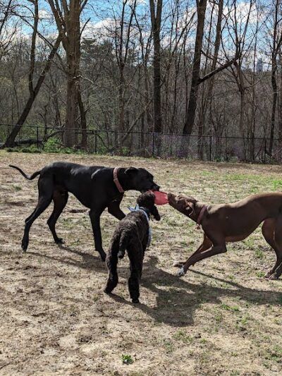 Cochran Hill Dog Run (Members Only) - Louisville, KY