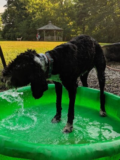 Cochran Hill Dog Run (Members Only) - Louisville, KY