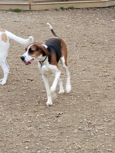 Cochran Hill Dog Run (Members Only) - Louisville, KY