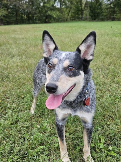 Cochran Hill Dog Run (Members Only) - Louisville, KY