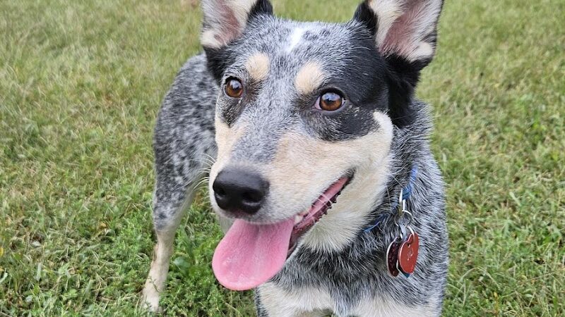 Cochran Hill Dog Run (Members Only) - Louisville, KY