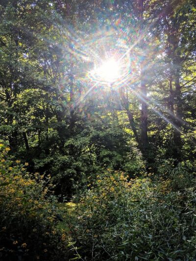 Cochran Hill Dog Run (Members Only) - Louisville, KY