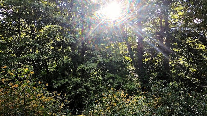 Cochran Hill Dog Run (Members Only) - Louisville, KY