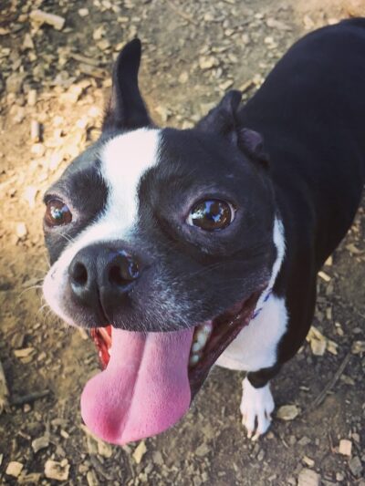 Morton Avenue Dog Park - Louisville, KY