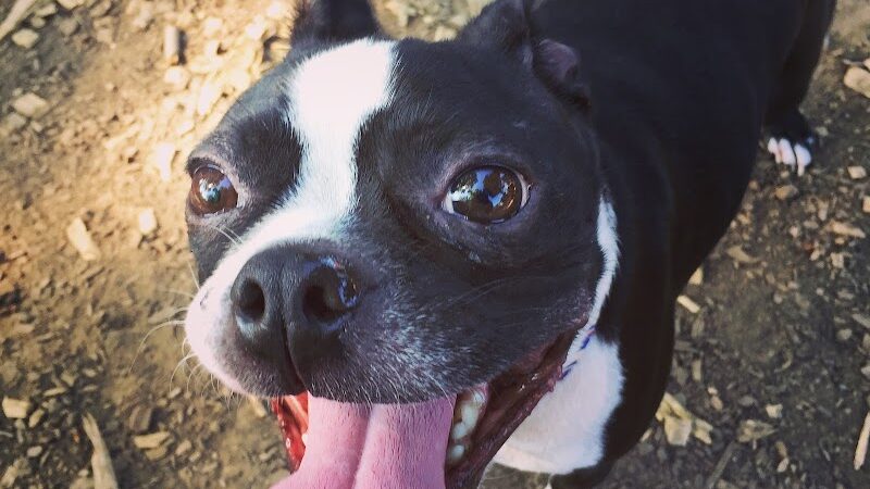 Morton Avenue Dog Park - Louisville, KY