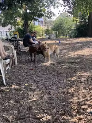 Morton Avenue Dog Park - Louisville, KY