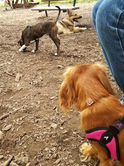 Morton Avenue Dog Park - Louisville, KY