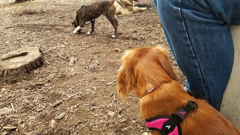 Morton Avenue Dog Park - Louisville, KY