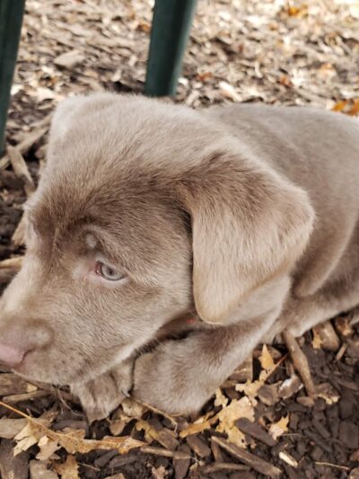 Morton Avenue Dog Park - Louisville, KY