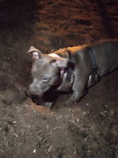 Morton Avenue Dog Park - Louisville, KY