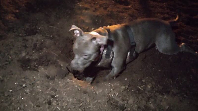 Morton Avenue Dog Park - Louisville, KY
