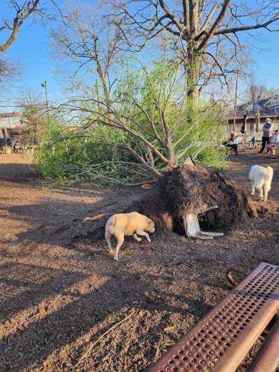 Morton Avenue Dog Park - Louisville, KY