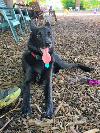 Morton Avenue Dog Park - Louisville, KY