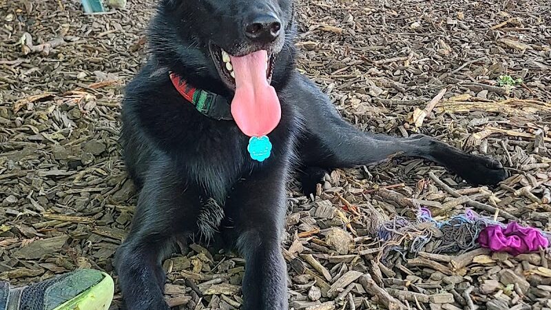 Morton Avenue Dog Park - Louisville, KY