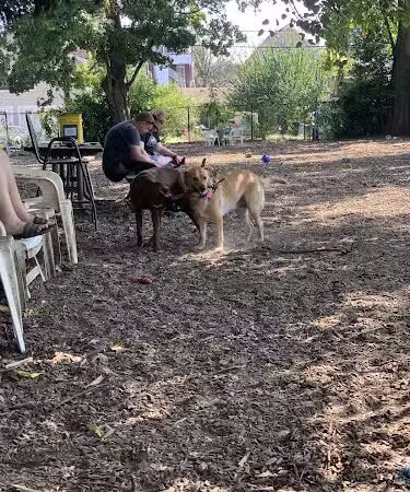 Morton Avenue Dog Park - Louisville, KY