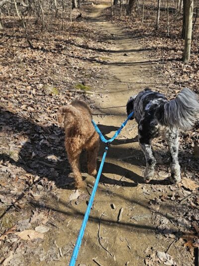 Waverly Dog Run - Louisville, KY