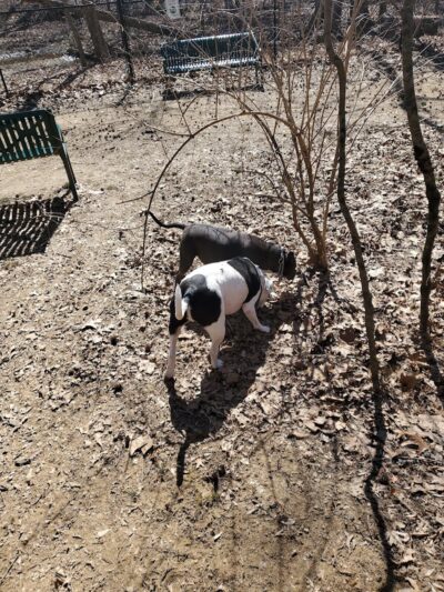 Waverly Dog Run - Louisville, KY