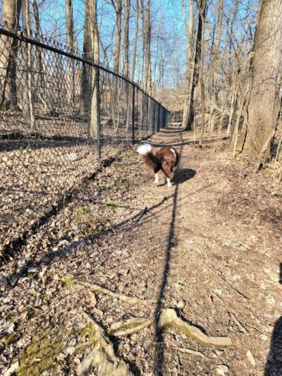 Waverly Dog Run - Louisville, KY