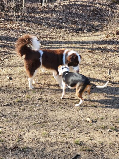 Waverly Dog Run - Louisville, KY
