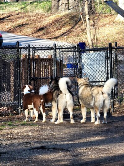 Waverly Dog Run - Louisville, KY