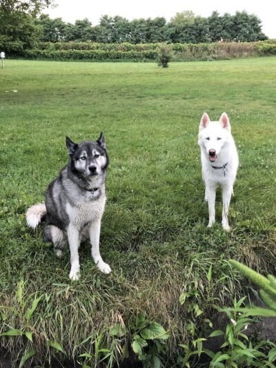 Canine Corners Dog Park - Olson Park - Loves Park, IL