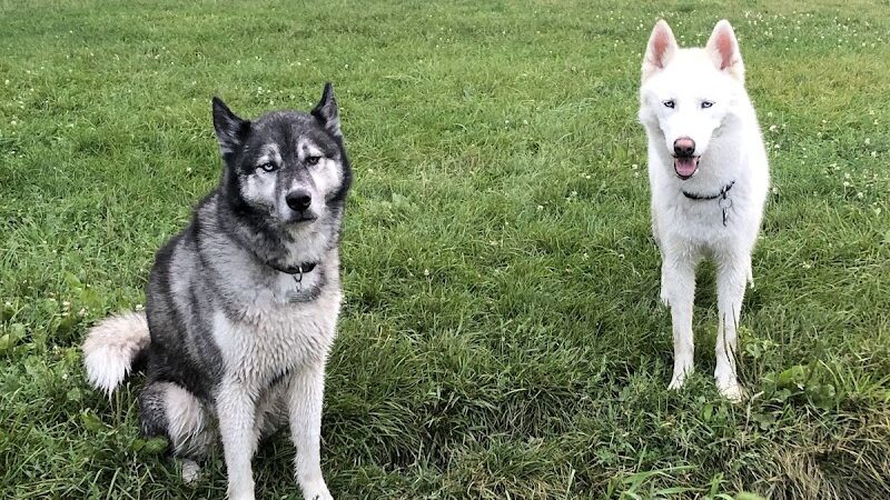 Canine Corners Dog Park - Olson Park - Loves Park, IL