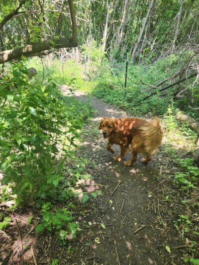 Canine Corners Dog Park - Olson Park - Loves Park, IL