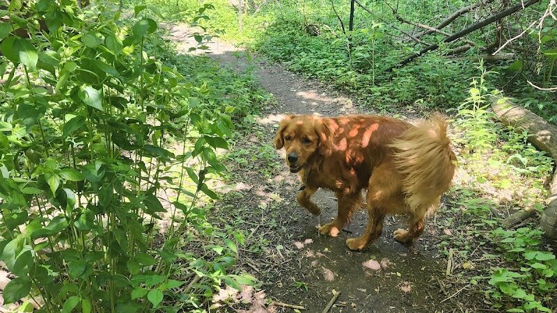 Canine Corners Dog Park - Olson Park - Loves Park, IL