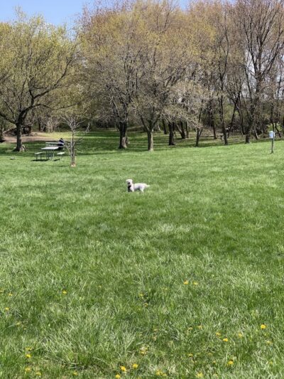Canine Corners Dog Park - Olson Park - Loves Park, IL