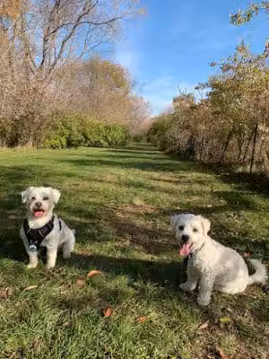 Canine Corners Dog Park - Olson Park - Loves Park, IL