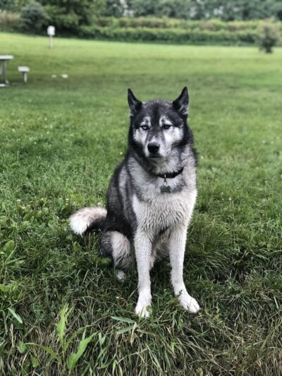 Canine Corners Dog Park - Olson Park - Loves Park, IL