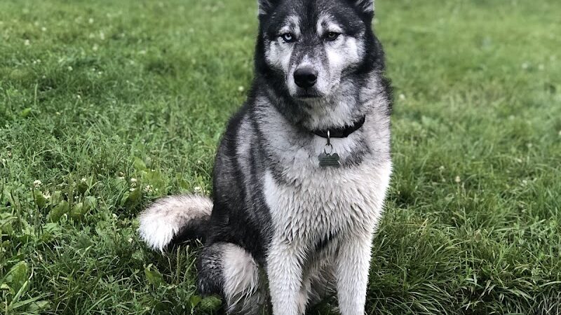 Canine Corners Dog Park - Olson Park - Loves Park, IL