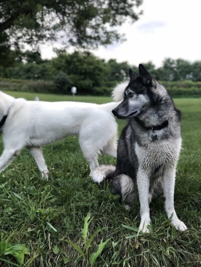 Canine Corners Dog Park - Olson Park - Loves Park, IL