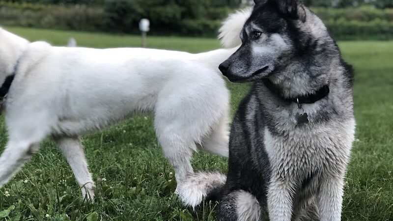 Canine Corners Dog Park - Olson Park - Loves Park, IL