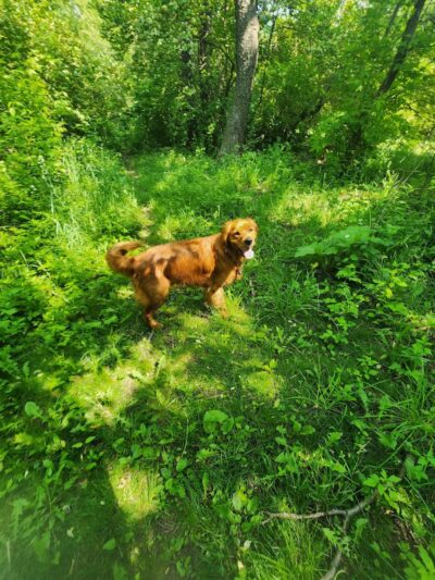 Canine Corners Dog Park - Olson Park - Loves Park, IL